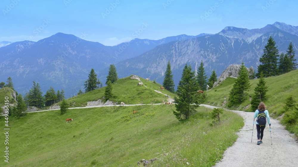 Wanderin auf dem Weg vom Pürschling-Haus (August-Schuster-Haus) zum Kolbensattel mit Bergpanorama und weidenden Kühen