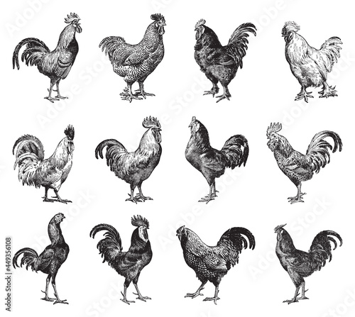 Photographie Chicken rooster collection - vintage engraved vector illustration from Larousse