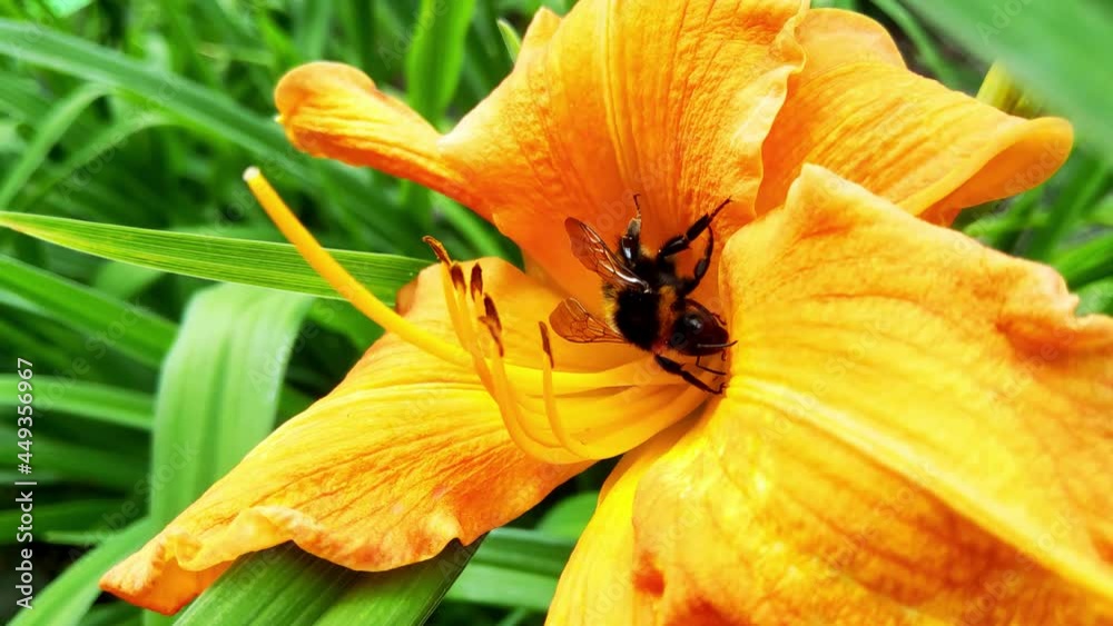 A bee sits in a blooming flower in the park A bee sits in a blooming flower in the park
