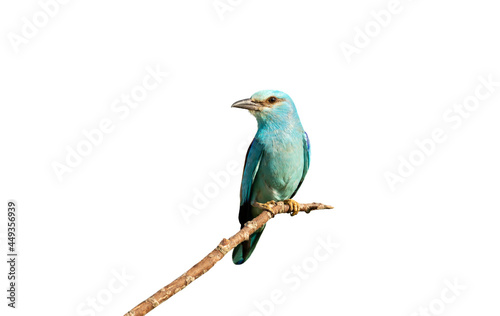Perched European roller against white background