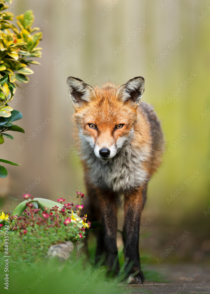 Close up of a red fox standing in a garden