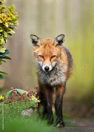 Close up of a red fox standing in a garden © giedriius