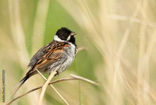 Close up of a perched common reed bunting