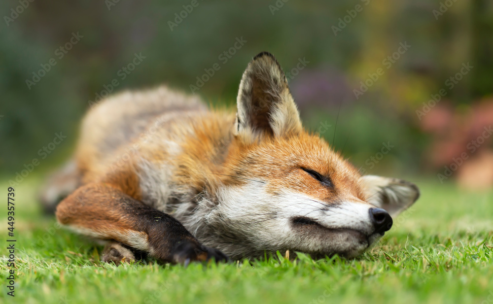 Close up of a red fox sleeping on green grass Close up of a red fox sleeping on green grass