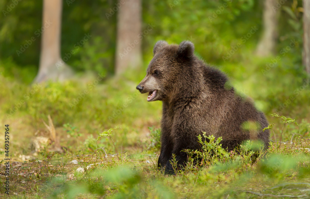 Close up of an Eurasian brown bear cub in boreal forest