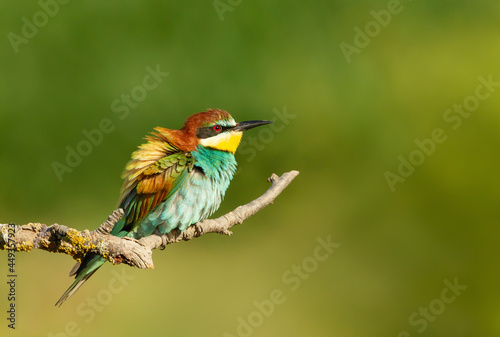 Close up of a Bee-eater with fluffed up feathers