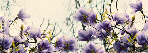 Beautiful blossoming magnolia flowers in sundawn backlit light, shallow depth...