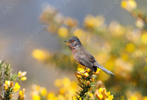 Obraz na plátně Close up of a perching Dartford warbler in a gorse bush