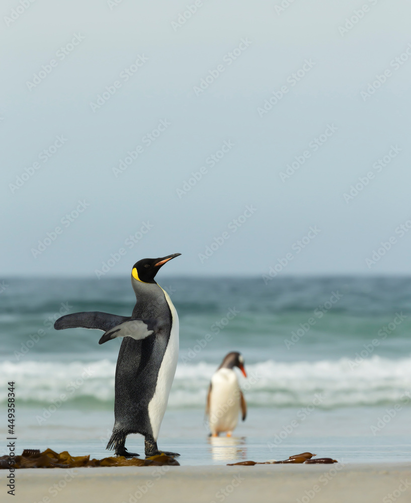 Fototapeta premium King penguin on a coastal area of the Falkland Islands