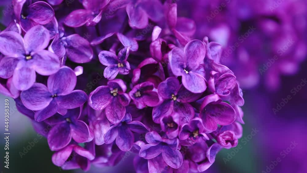 Blooming lilac bush. Pink lilac flowers. Syringa tree with green leaves in nature. Spring natural background Blooming lilac bush. Pink lilac flowers. Syringa tree with green leaves in nature. Spring natural background