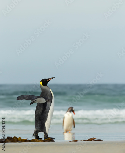 King penguin on a coastal area of the Falkland Islands