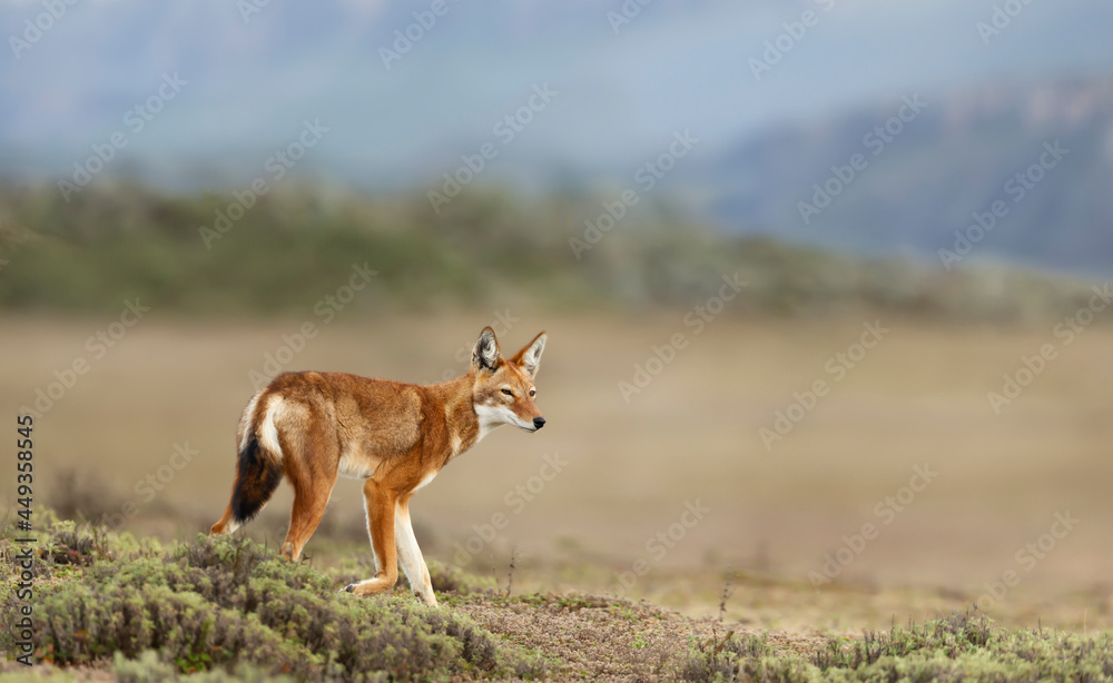 Obraz premium Ethiopian wolf in the highlands of Bale mountains, Ethiopia