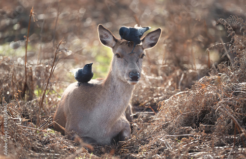 Close-up of a red deer hind lying in bracken with two jackdaws on it s body