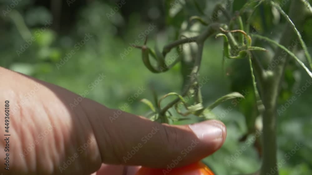 Hand picking red tomato in a garden Hand picking red tomato in a garden