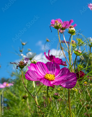Fototapeta Naklejka Na Ścianę i Meble -  Bright low maintenance cosmos flowers growing in a garden in Surrey UK. Photographed against a clear blue sky on a sunny mid-summer day.