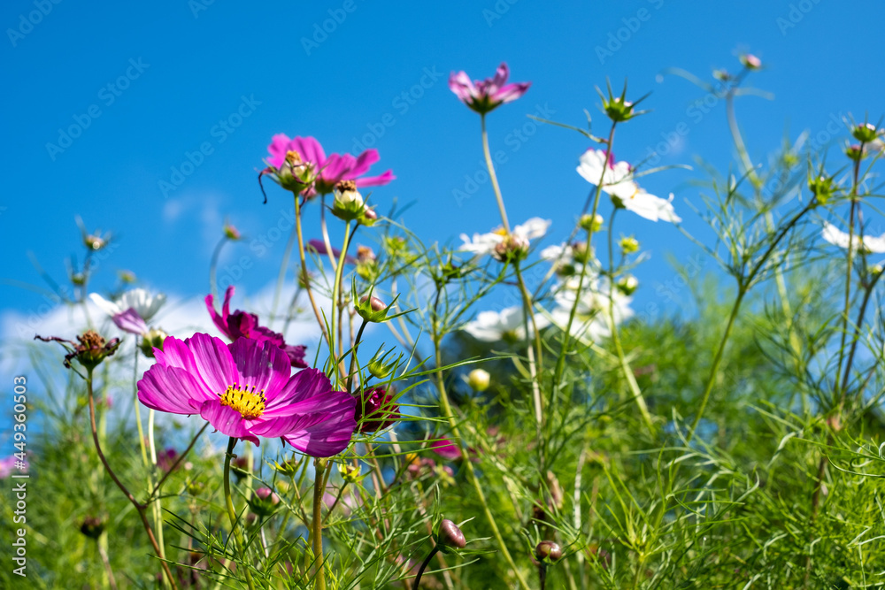 Bright low maintenance cosmos flowers growing in a garden in Surrey UK. Photographed against a clear blue sky on a sunny mid-summer day. Bright low maintenance cosmos flowers growing in a garden in Surrey UK. Photographed against a clear blue sky on a sunny mid-summer day.