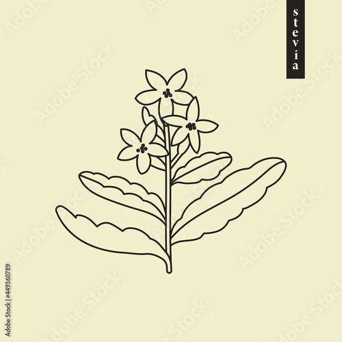 Stevia vector line or outline drawing. Herbal sweetener sugar substitute. Line logo illustration of superfood. Hand drawn graphic element or icon for label, emblem, poster, packaging design.