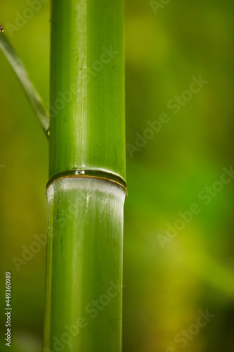 Young bamboo tree with pretty green color with soft blur for background.