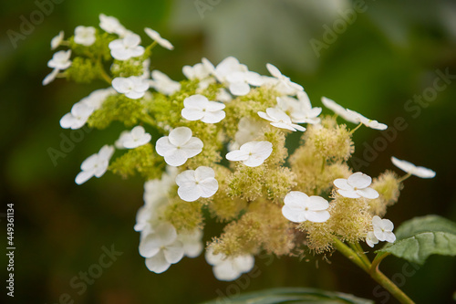 Beautiful white Hydrangea macrophylla in garden. HYDRANGEA PANICULATA 'WHITE LADY'