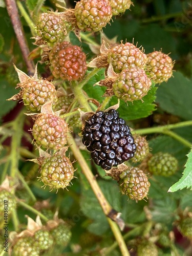 blackberries on a bush