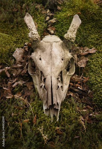 Reindeer skull on dark autumn moss background