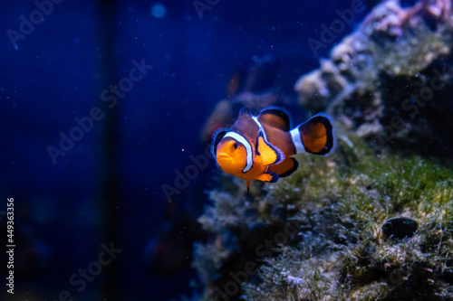 Amphiprion ocellaris fish