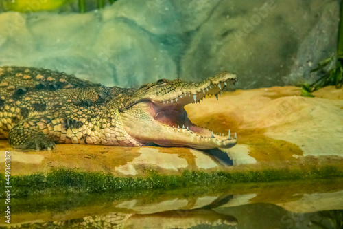 crocodile with open mouth with large teeth