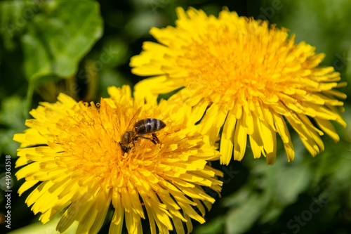 beautiful yellow dandelions with a bee