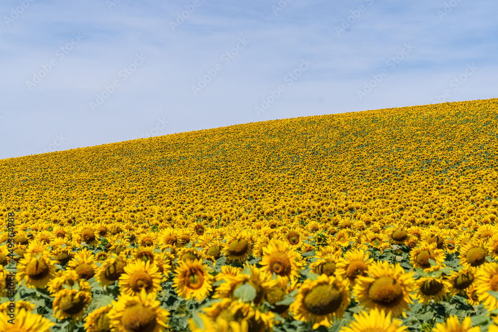 Obraz premium Sonnenblumen