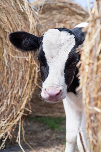 portrait of cute little holshtain calf standing near hay. nursery on a farm