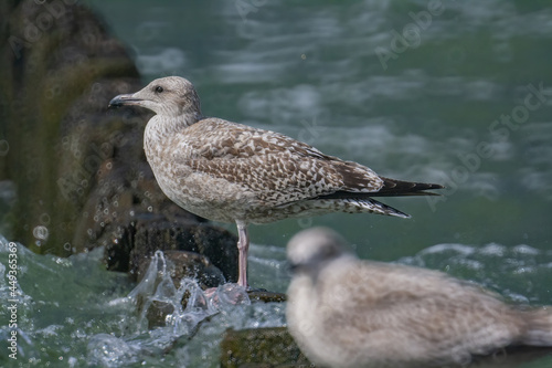 Selective focus shot of a Thayer's gull perched on a rock in the water photo