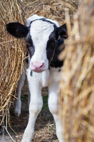 portrait of cute little calf standing against hay. nursery on a farm