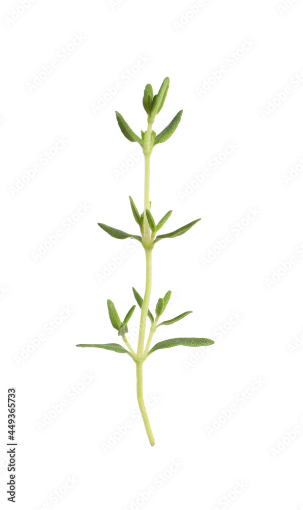 Aromatic thyme sprig on white background. Fresh herb Aromatic thyme sprig on white background. Fresh herb