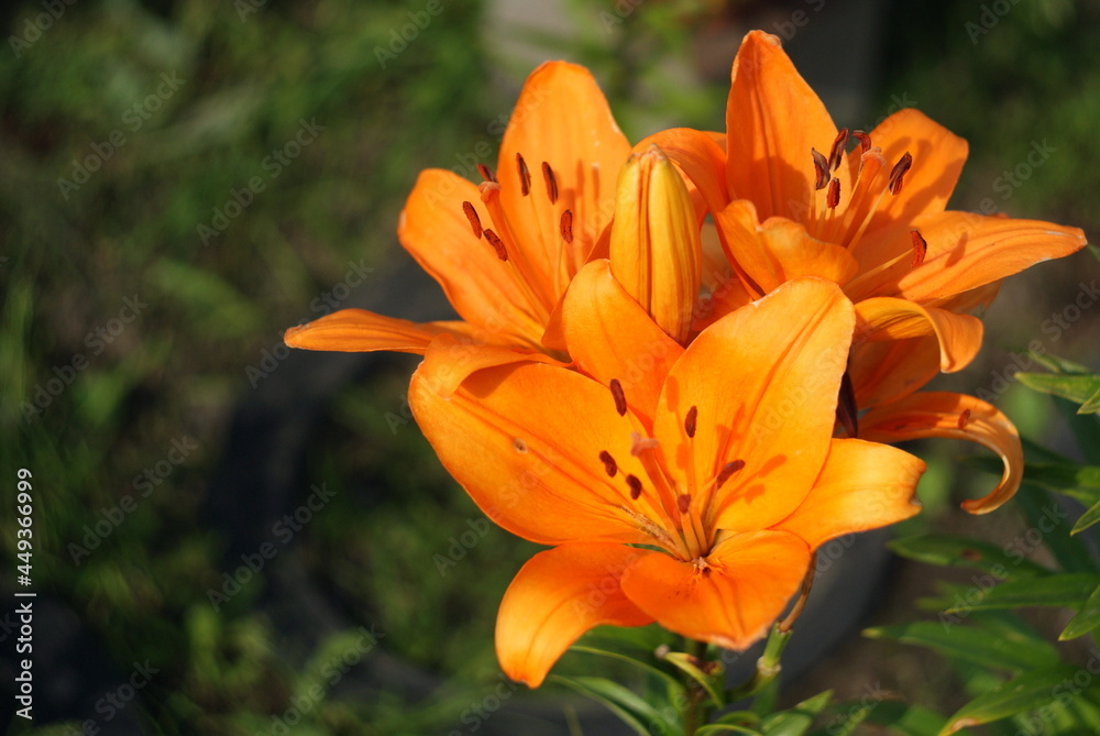 Bright yellow blossoming lily in the summer in the garden Bright yellow blossoming lily in the summer in the garden