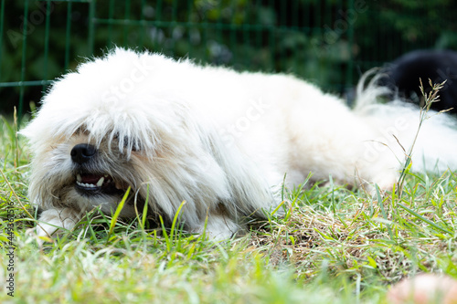 Dog in the grass chewing on dentastix photo