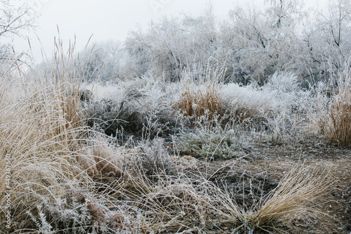 Frosted grasses and trees around Wilson Pond in Nampa, Idaho