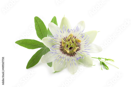 Beautiful blossom of Passiflora plant (passion fruit) with green leaves on white background