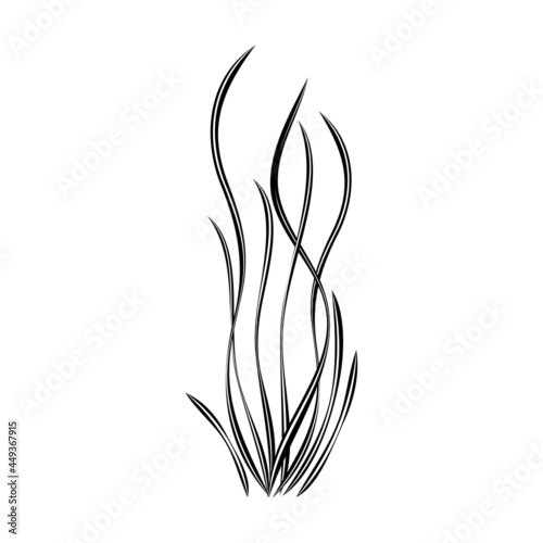 Underwater plant, seagrass isolated on white