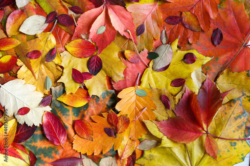 Red and orange background of various autumn leaves. The colorful background image of fallen autumn leaves is ideal for seasonal use. Copy of the space