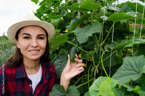 woman gardener with cucumber. growing cucumbers in the garden © zozo