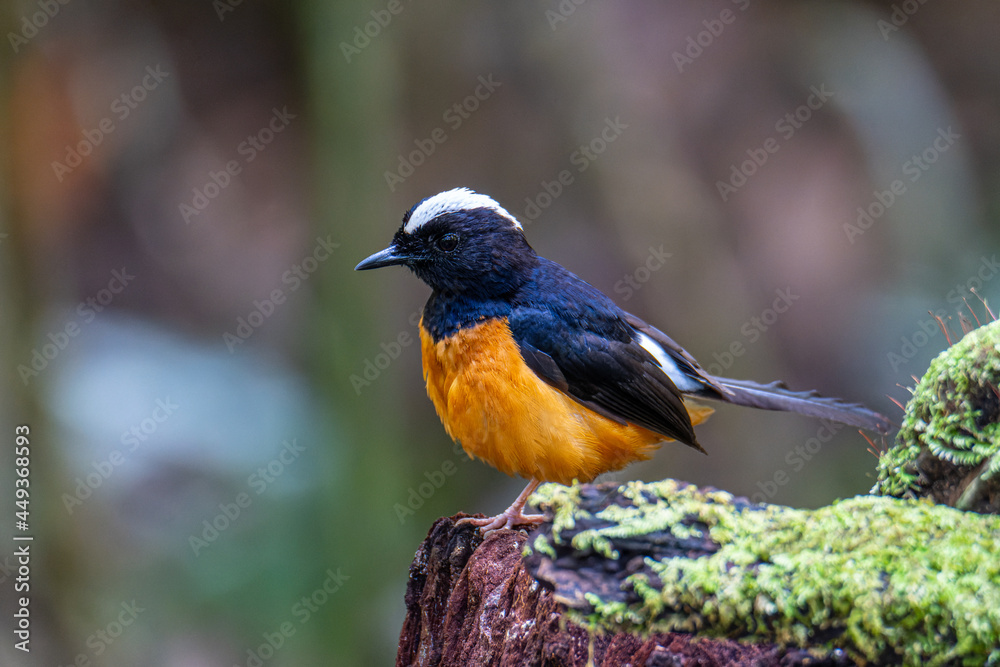 Nature wildlife image of White crown shama on nature rainforest jungle in Borneo Island. Nature wildlife image of White crown shama on nature rainforest jungle in Borneo Island.