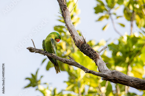 Blue-naped parrot perched on the tree branch.