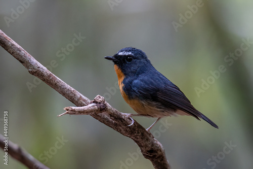 Nature wildlife bird species of Snowy browed flycatcher perch on branch which is found in Borneo © alenthien