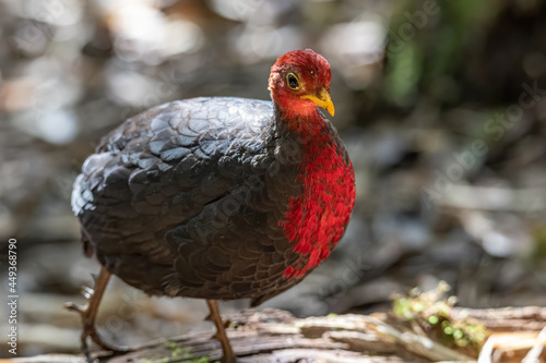 Nature wildlife bird of crimson-headed partridge on deep jungle rainforest, It is endemic to the island of Borneo