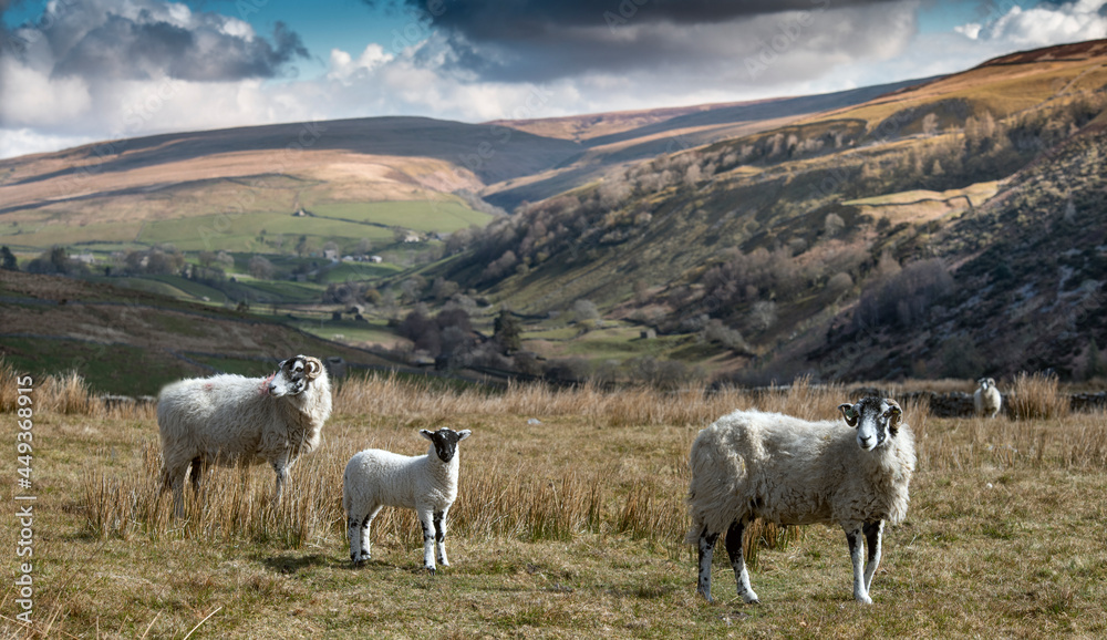 sheep and lamb in North Yorkshire countryside