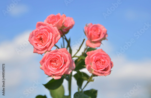 Red Roses with Sky in Background