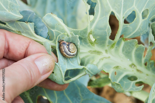 Картината върху платно Small snail (Helicella itala) is sleeping on a cabbage leaf