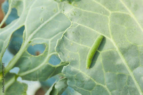 Caterpillar of the Pieris rapae on a damaged cabbage leaf. It is a serious cabbage pest. Larva of cabbage white butterfly