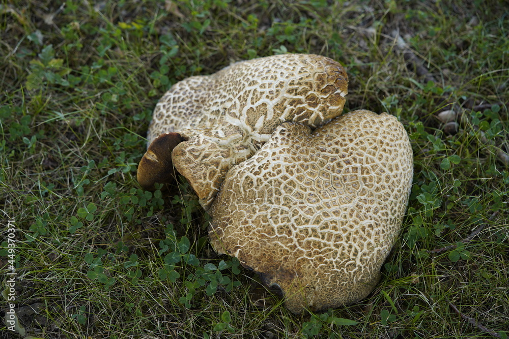 Scleroderma Citrinum Commonly Known As The Common Earthball Pigskin scleroderma-citrinum-commonly-known-as-the-common-earthball-pigskin