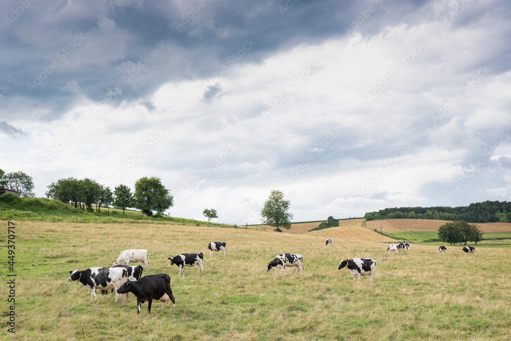 summer countryside landscape with green meadows and cows in french ardennes near charleville summer countryside landscape with green meadows and cows in french ardennes near charleville